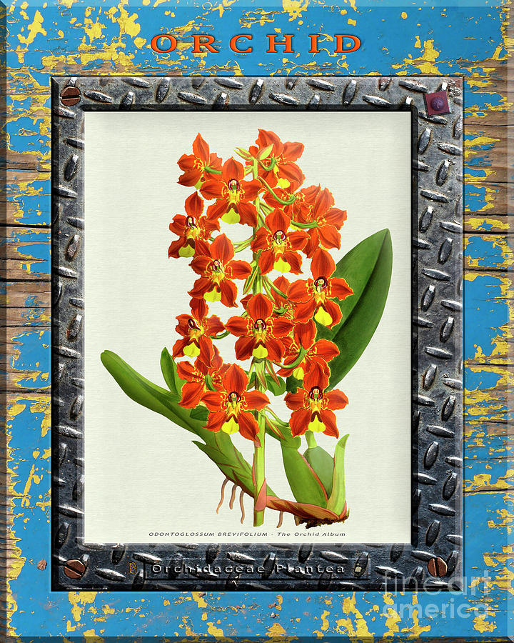 Orchid Framed On Weathered Plank And Rusty Metal Digital Art