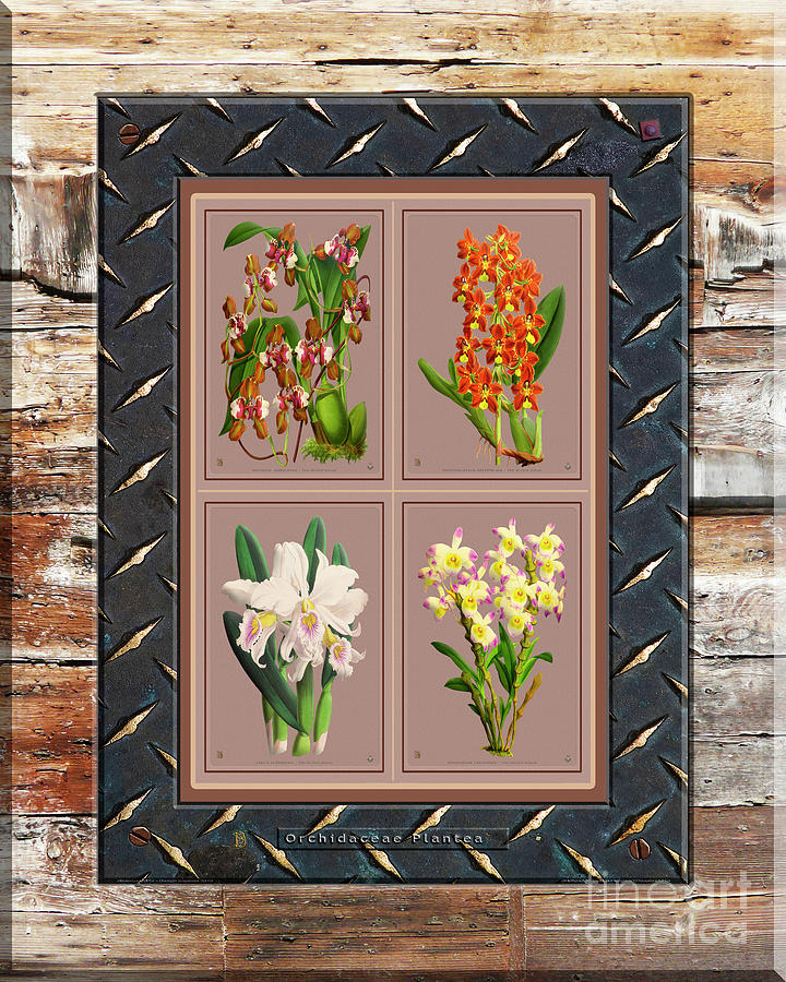 Antique Orchids Quatro On Rusted Metal And Weathered Wood Plank Drawing