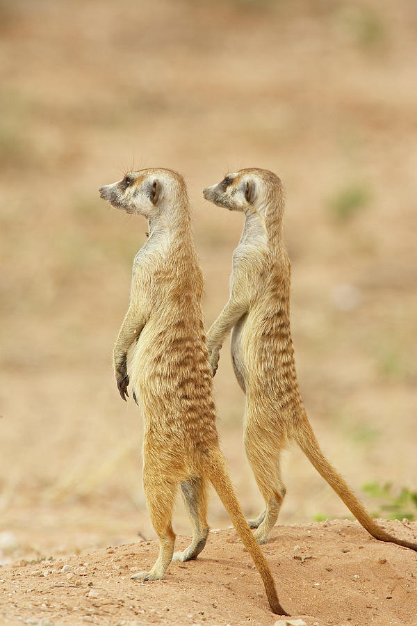 Kgalagadi Transfrontier Park Photograph - 764-852 by Robert Harding Picture Library