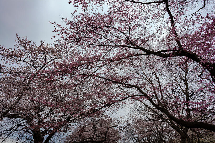 Cherry Trees #77 Photograph by Robert Ullmann