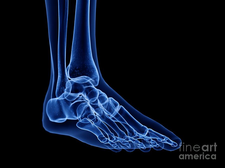 Foot Bones #77 Photograph by Sebastian Kaulitzki/science Photo Library