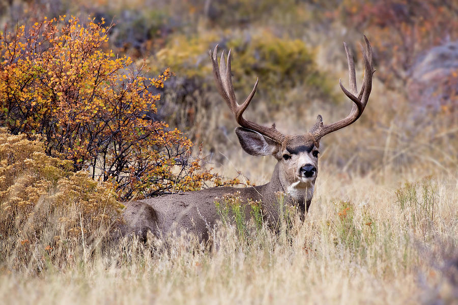 USA, Colorado, Rocky Mountain National Photograph by Jaynes Gallery ...