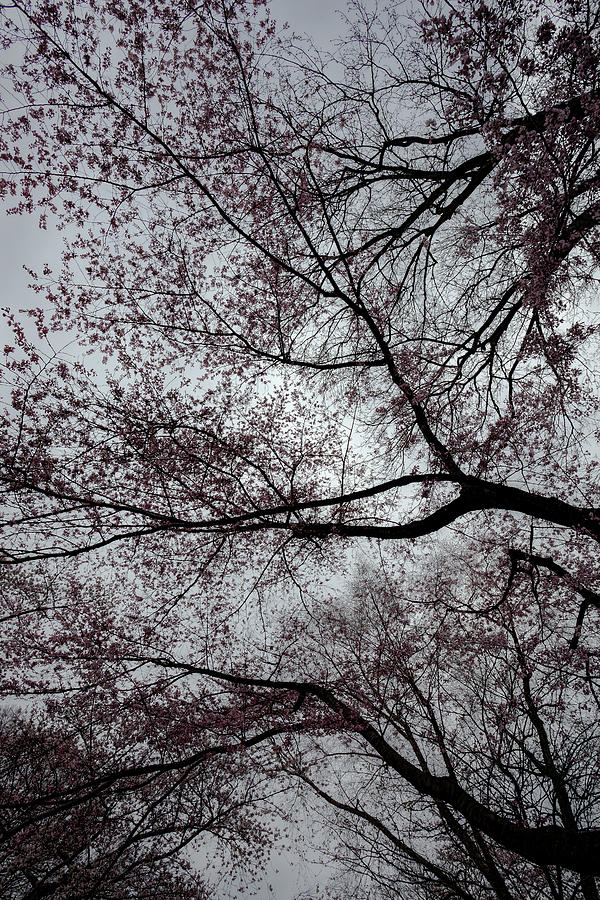 Cherry Trees #78 Photograph by Robert Ullmann