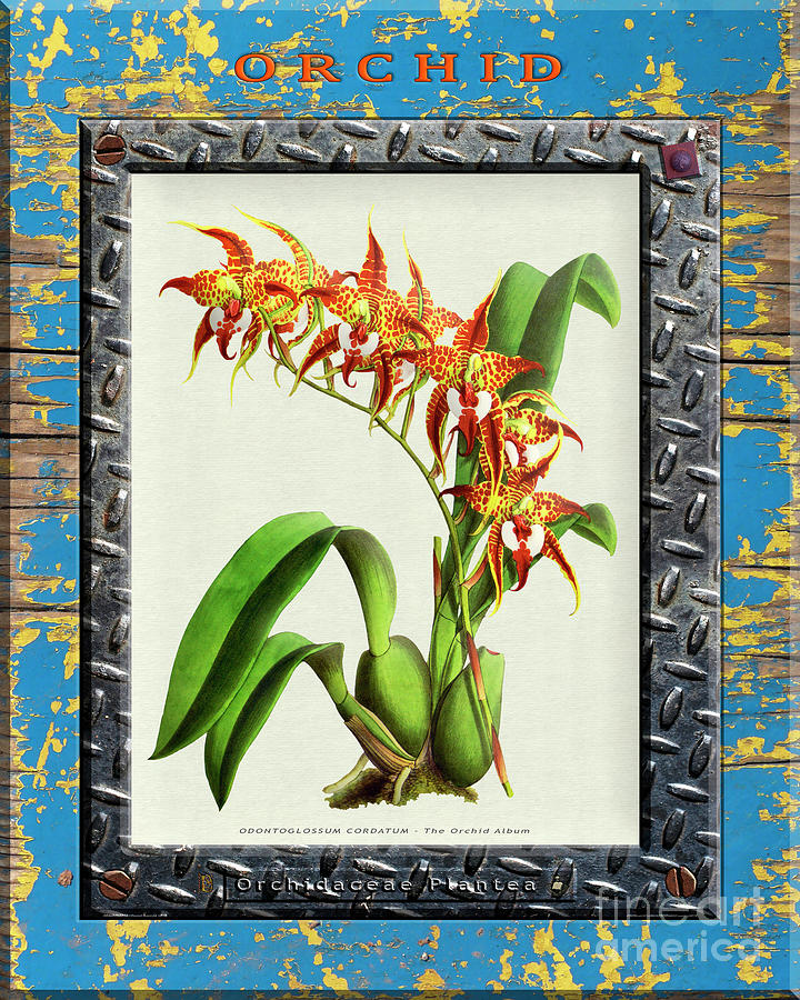Orchid Framed On Weathered Plank And Rusty Metal Digital Art