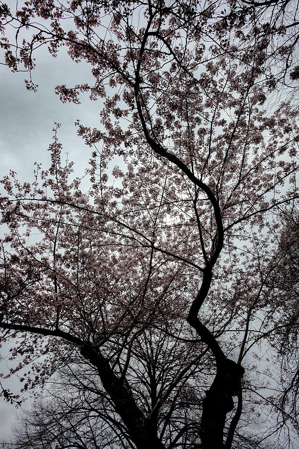 Cherry Trees #79 Photograph by Robert Ullmann