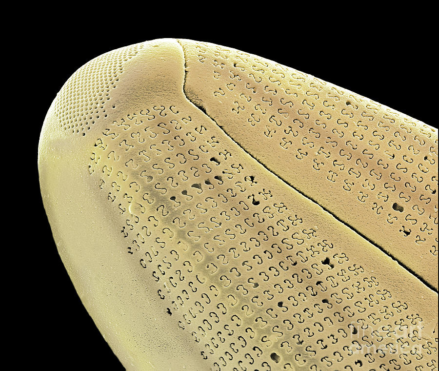 Diatom #79 Photograph by Steve Gschmeissner/science Photo Library