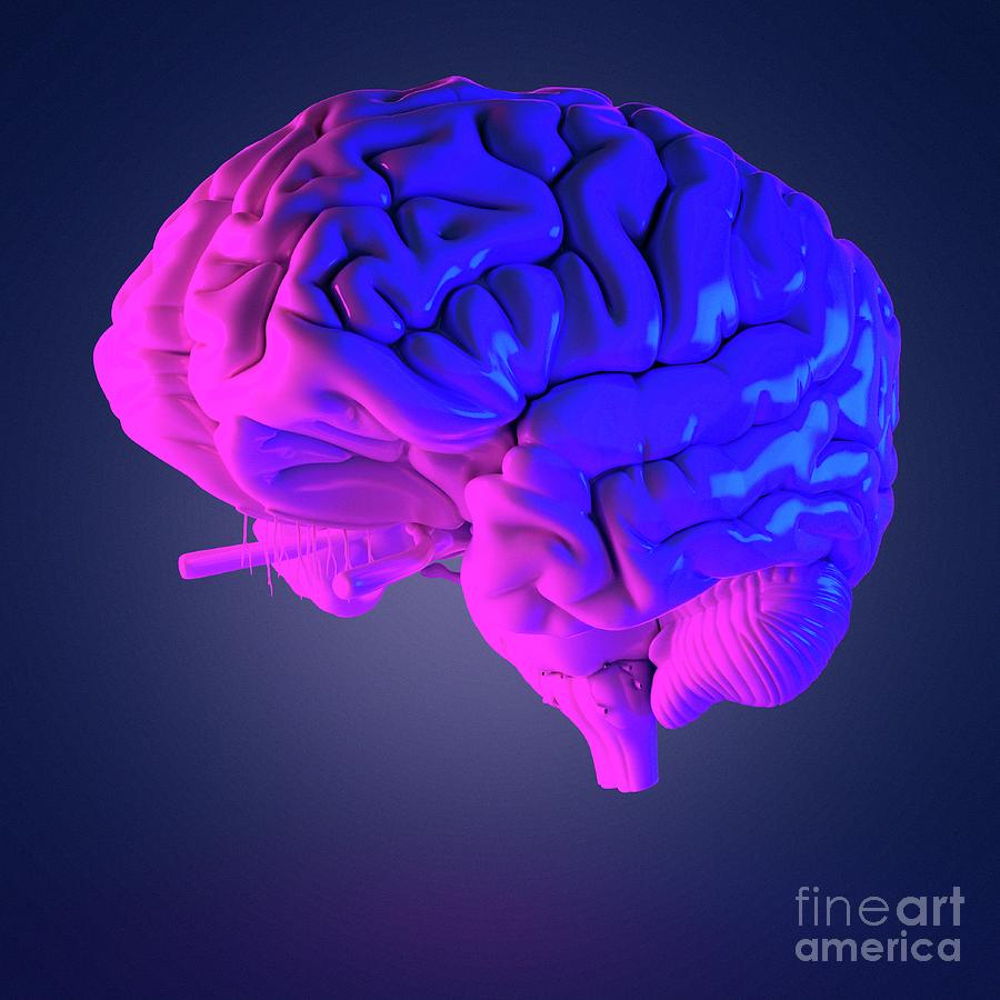 Isolated Photograph - Human Brain #79 by Sebastian Kaulitzki/science Photo Library