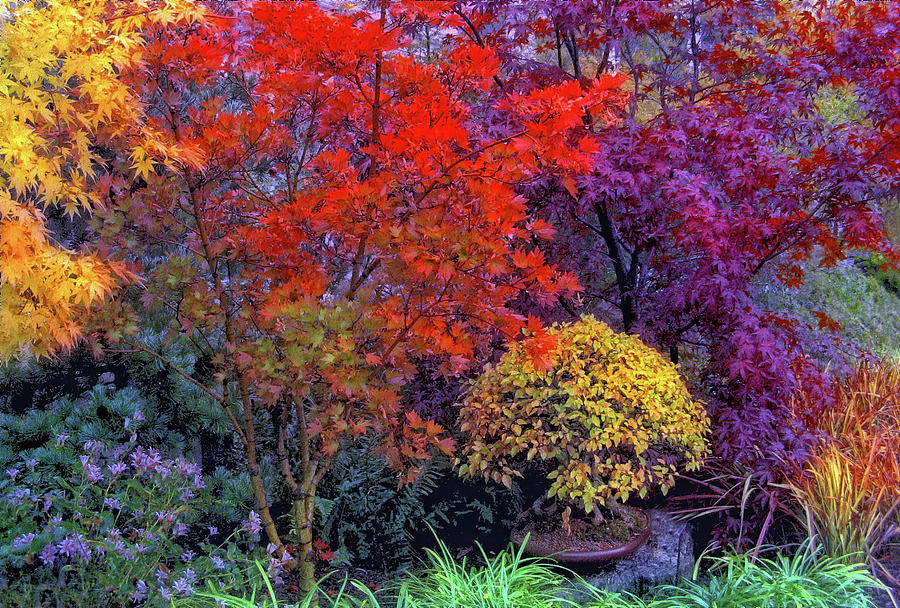 The Japanese Garden Photograph by Jessica Jenney
