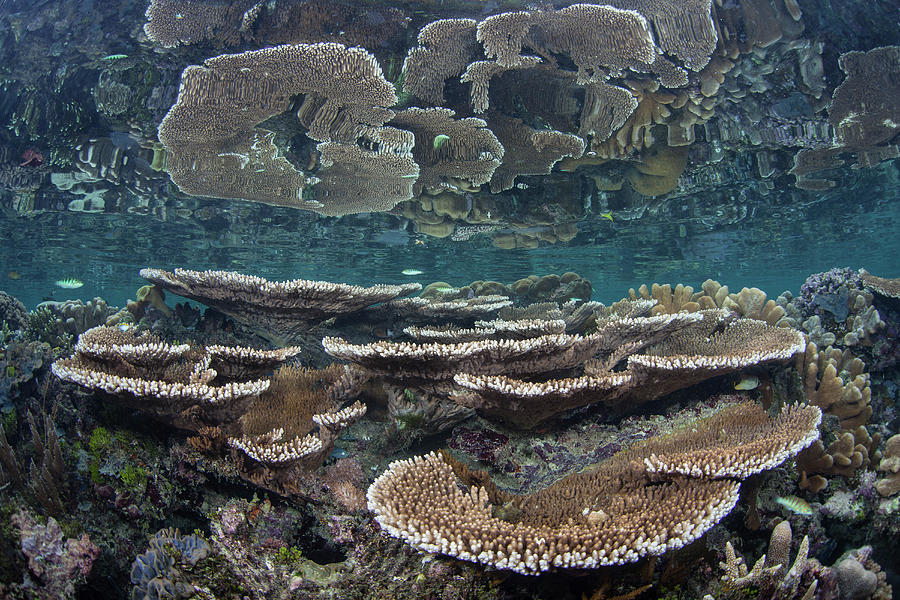 A Beautiful Coral Reef Grows Amid #8 Photograph by Ethan Daniels