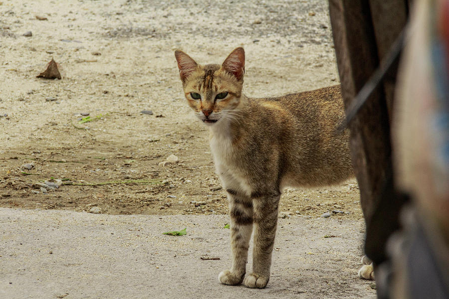 Cat Photograph - A Beautiful Female Cat  #8 by Mangge Totok
