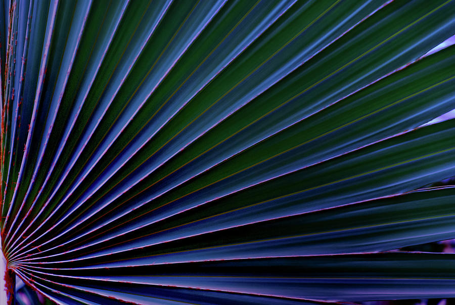 Nature Photograph - Abstract Art Palm Leaf #8 by Anthony Paladino
