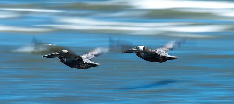 Abstract Pelicans In Flight At The Beach Of Atlantic Ocean #8 Photograph by Alex Grichenko