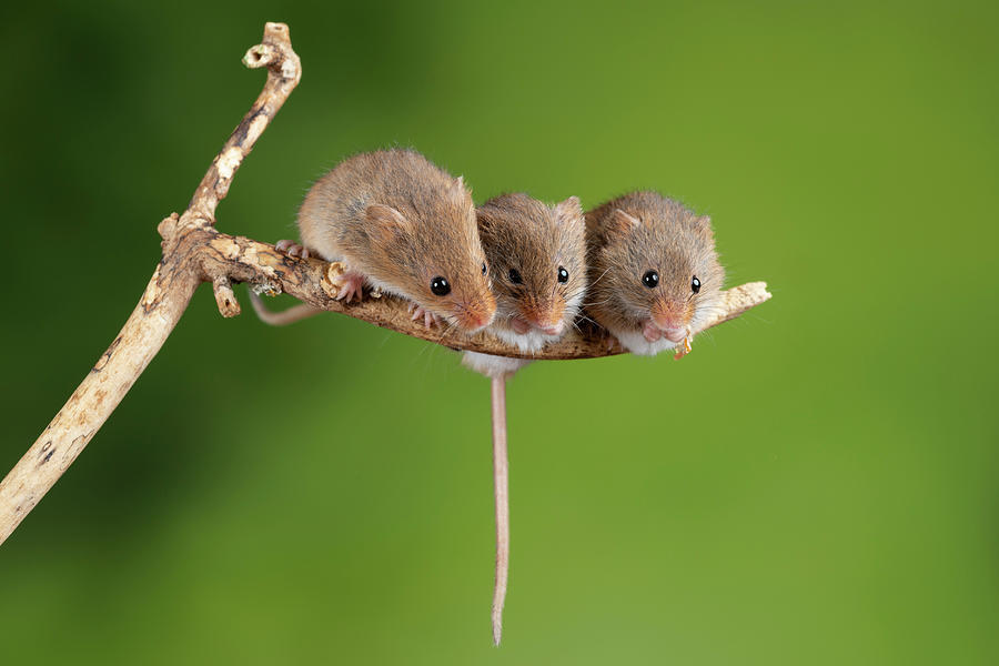 Adorable And Cute Harvest Mice Micromys Minutus On Wooden Stick 