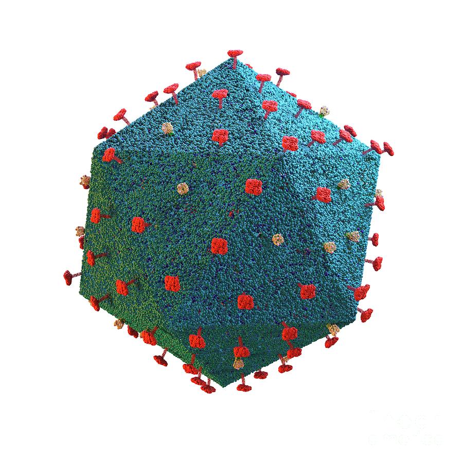 Artwork Photograph - African Swine Fever Virus by Tim Vernon/science Photo Library Artwork Photograph - African Swine Fever Virus by Tim Vernon/science Photo Library