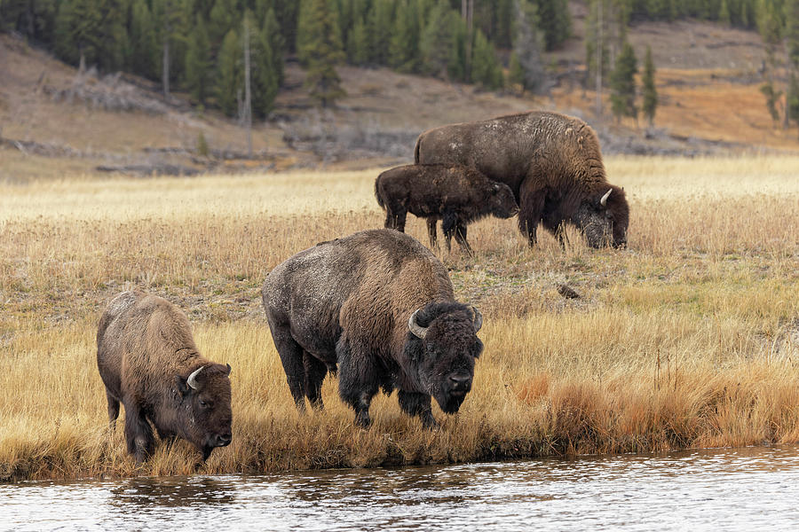 American Bison Yellowstone National Photograph By Adam Jones - Fine Art ...