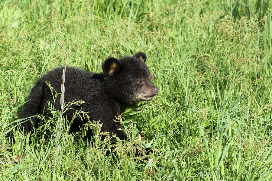 American Black Bear Cub #8 Photograph by David Kenny