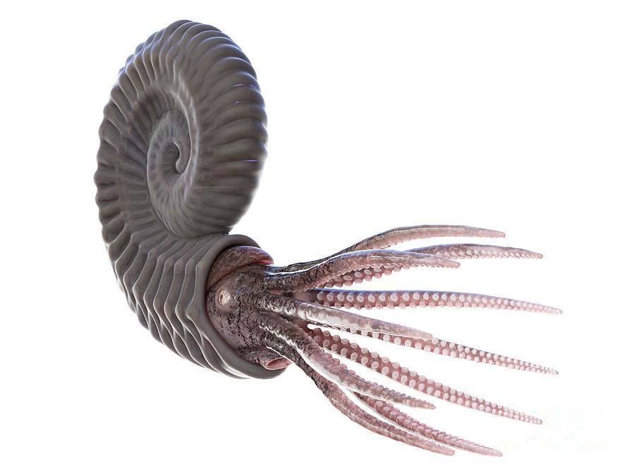 Ammonite Photograph by Sebastian Kaulitzki/science Photo Library - Fine ...