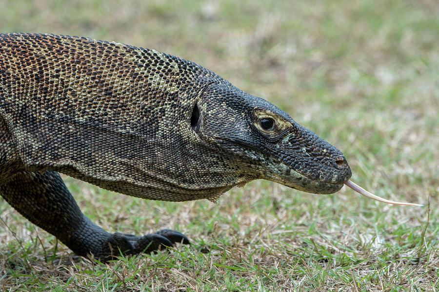 An Endemic Komodo Dragon (varanus Photograph by Wolfgang Kaehler - Fine ...