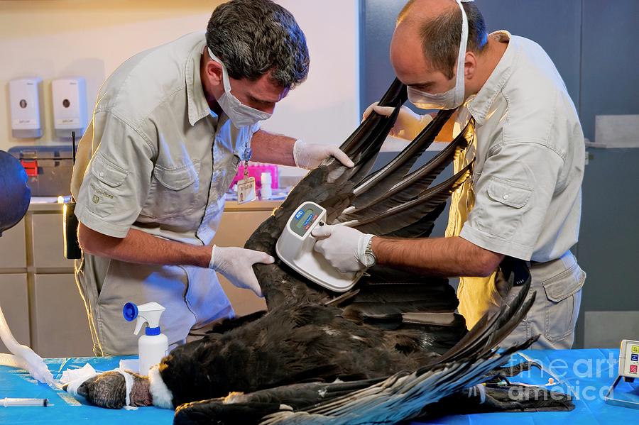 Andean Condor Conservation Project Photograph by Philippe Psaila ...