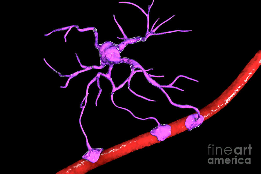 Astrocyte And Blood Vessel #8 Photograph by Kateryna Kon/science Photo Library