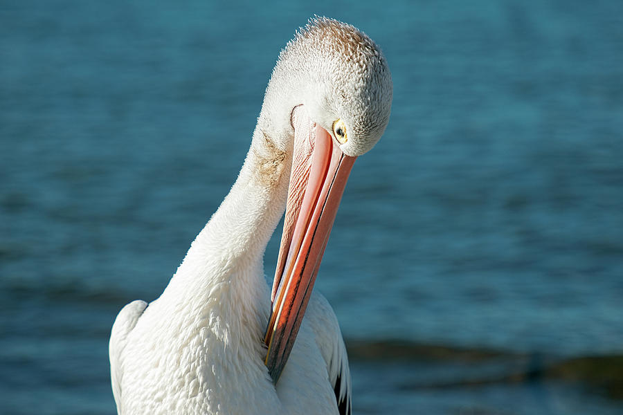 Australian Pelican by Rob D Imagery Australian Pelican by Rob D Imagery