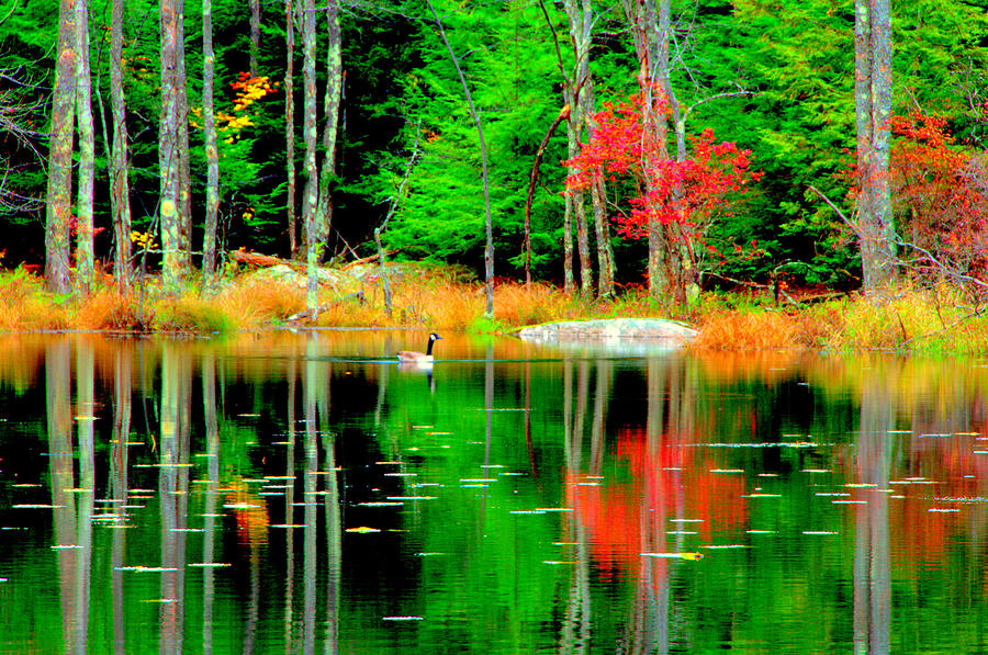 Autumn Colors #8 Digital Art by Aron Chervin