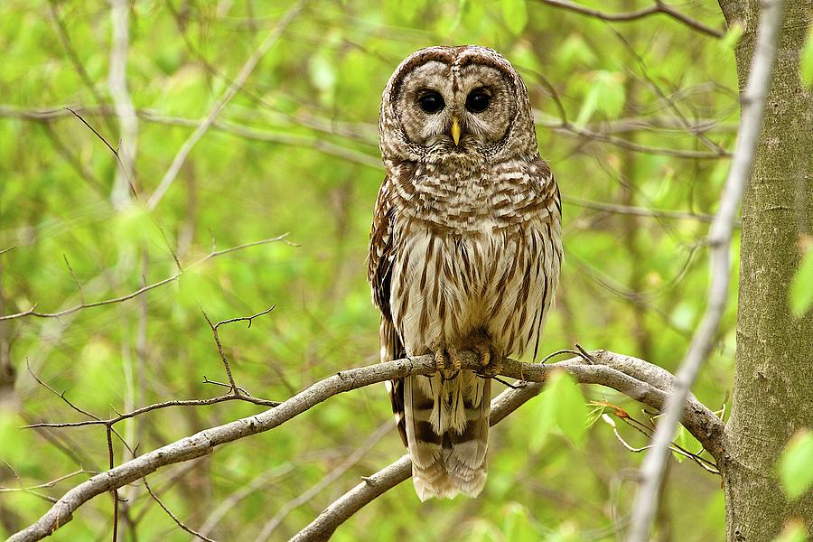 Barred Owl Photograph by Dan Ferrin - Fine Art America