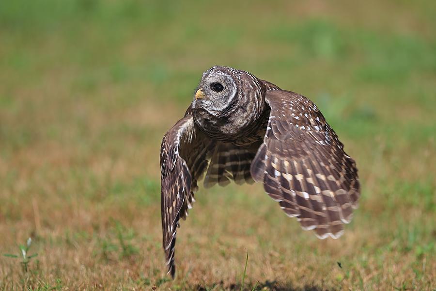 Barred Owl... #8 Photograph by Gavin Lam