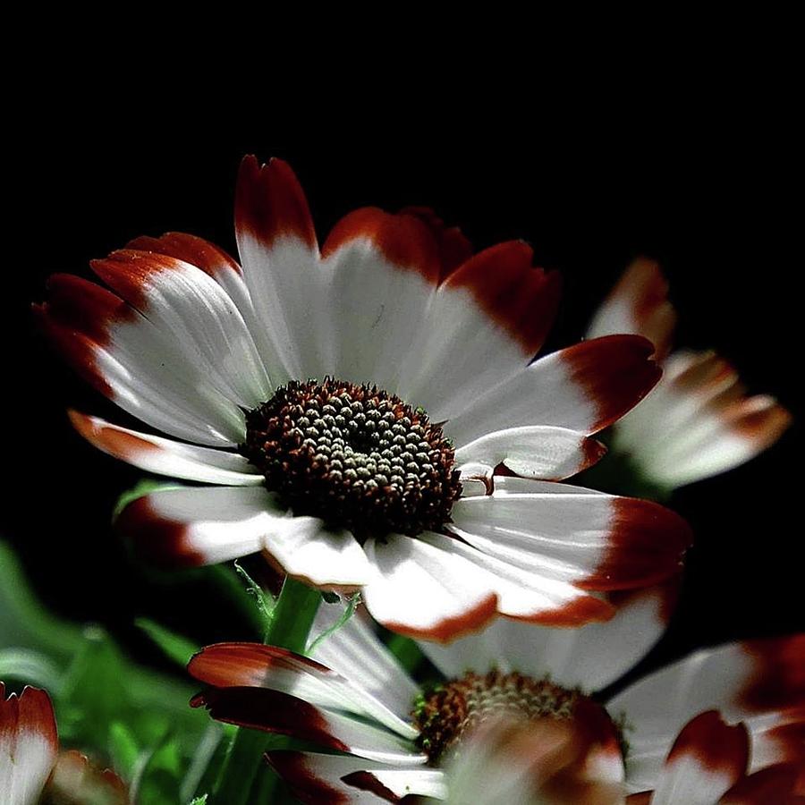 Beauty of nature by Bernd Hau Beauty of nature by Bernd Hau