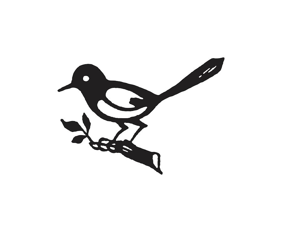 Black And White Drawing - Bird on Branch #8 by CSA Images