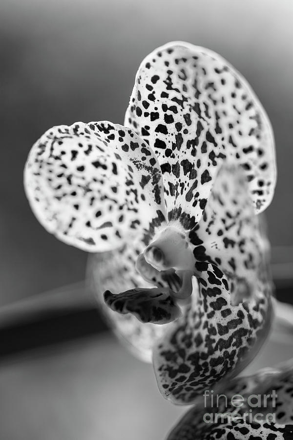 Black Spotted Vanda Orchid Flowers #8 Photograph by Raul Rodriguez