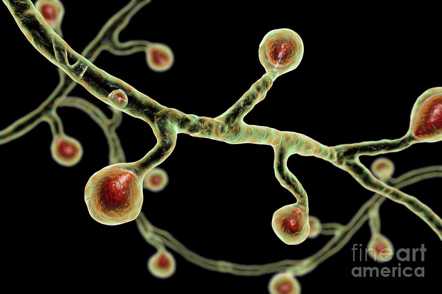 Blastomyces Fungus Photograph By Kateryna Konscience Photo Library Pixels 
