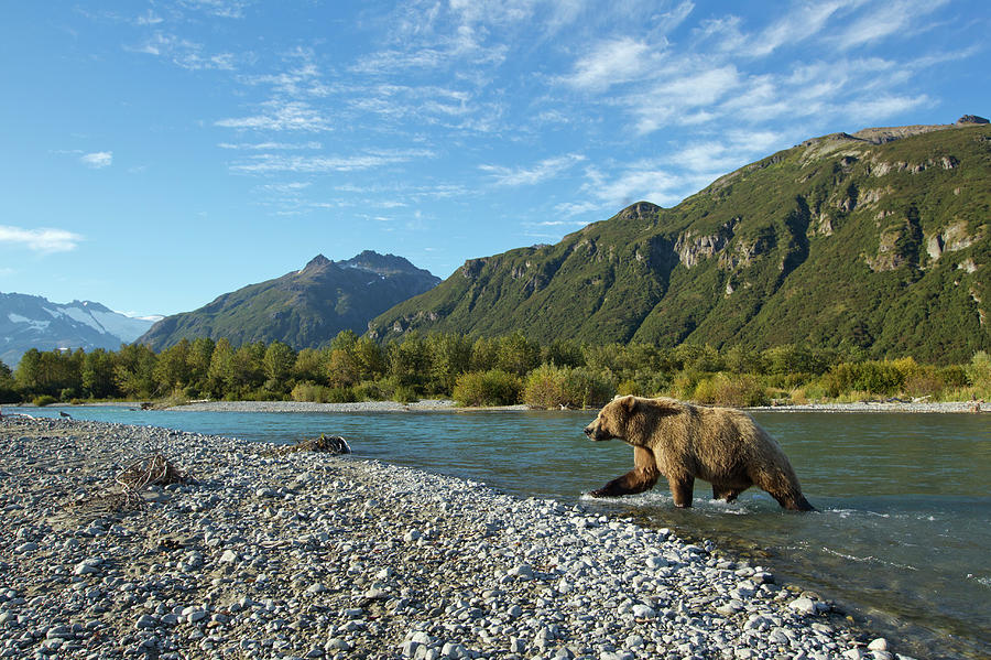 Brown Bear, Katmai National Park, Alaska #8 Photograph by Paul Souders
