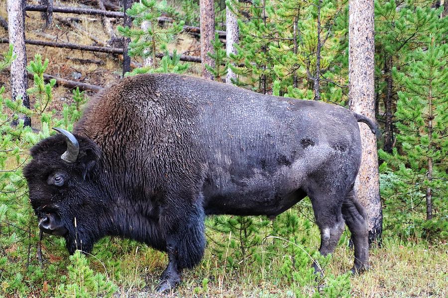Buffalo at Yellowstone National Park #8 Photograph by Susan Jensen