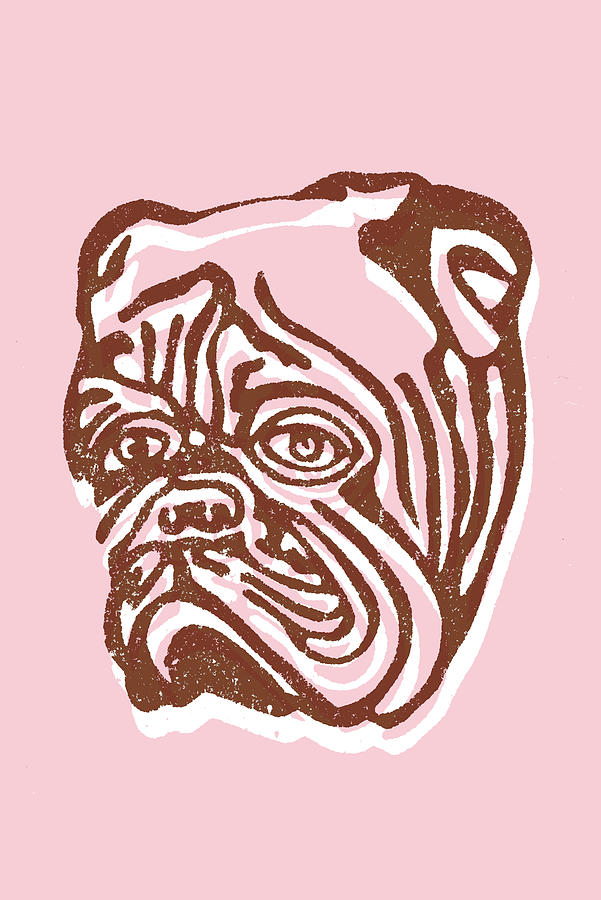 Vintage Drawing - Bulldog #8 by CSA Images