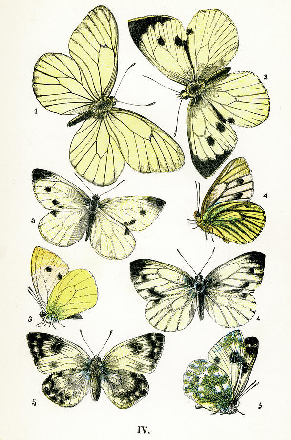 Butterfly Digital Art - Butterflies #8 by Duncan1890