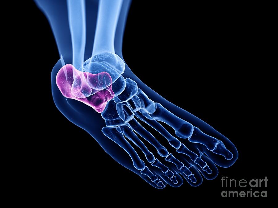 Calcaneus Bone #8 Photograph By Sebastian Kaulitzki Science Photo 