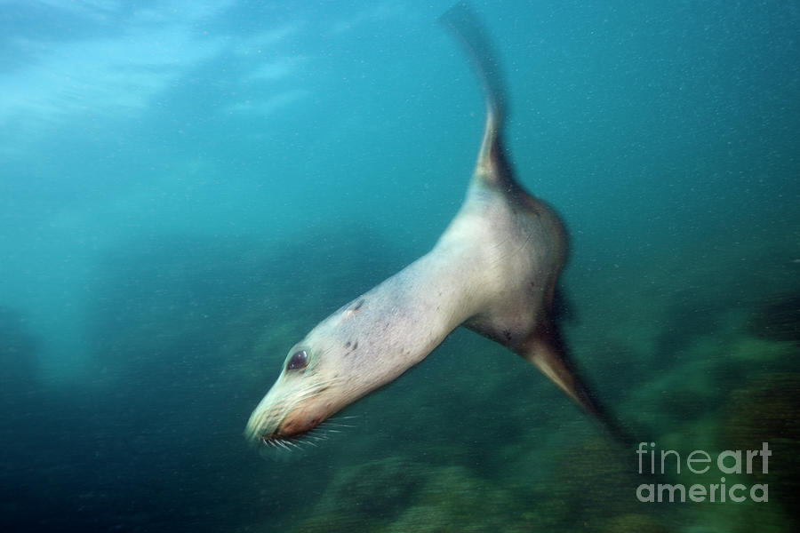 California Sea Lion Photograph - California Sea Lion 8 by Reinhard Dirscherl/science Photo Library California Sea Lion Photograph - California Sea Lion 8 by Reinhard Dirscherl/science Photo Library