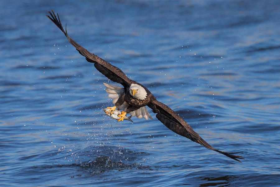 Eagle Photograph - Catching #8 by Jun Zuo