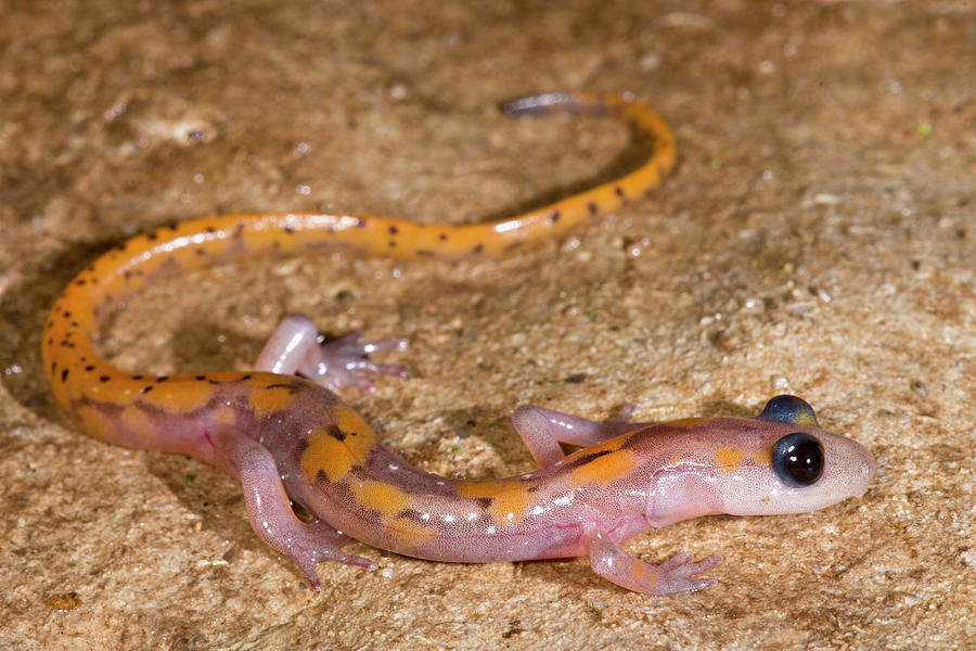 Cave Salamander, Eurycea Lucifuga #8 Photograph by Dante Fenolio