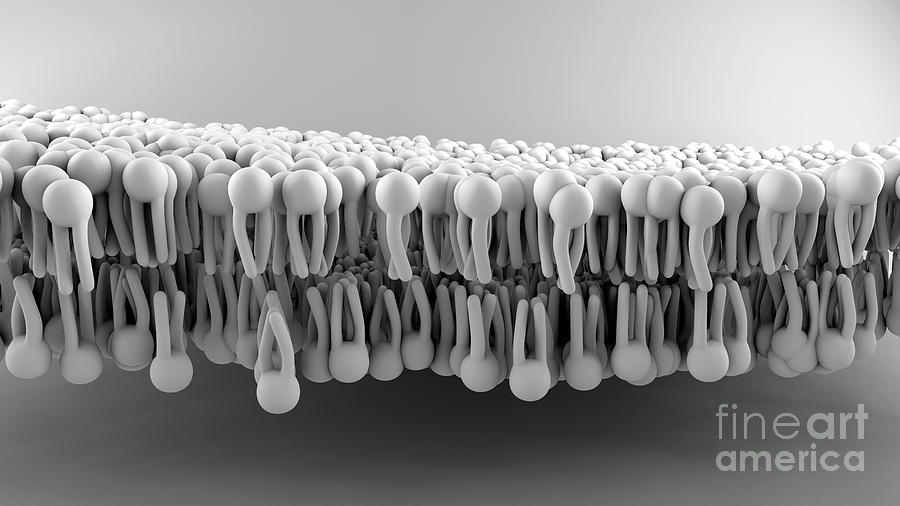 Cell Membrane Photograph by Design Cells/science Photo Library - Fine