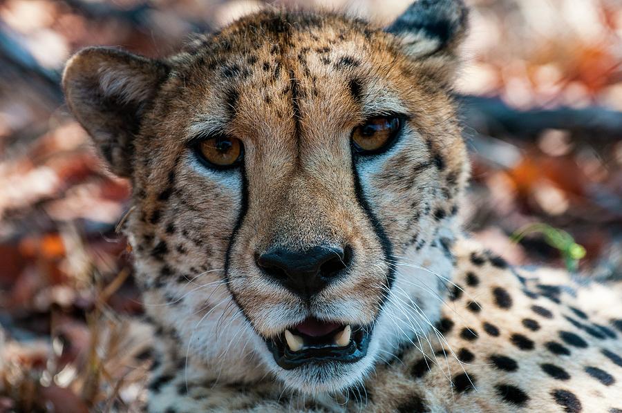 Cheetah #8 Digital Art by Jacana Stock
