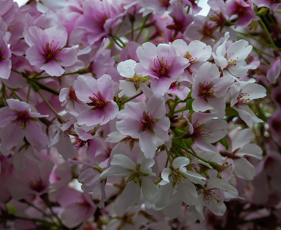 Cherry Blossoms and Raindrops #8 Photograph by Robert Ullmann