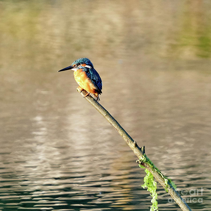 Common Kingfisher Alcedo Atthis O Seixo Photograph by Pablo Avanzini