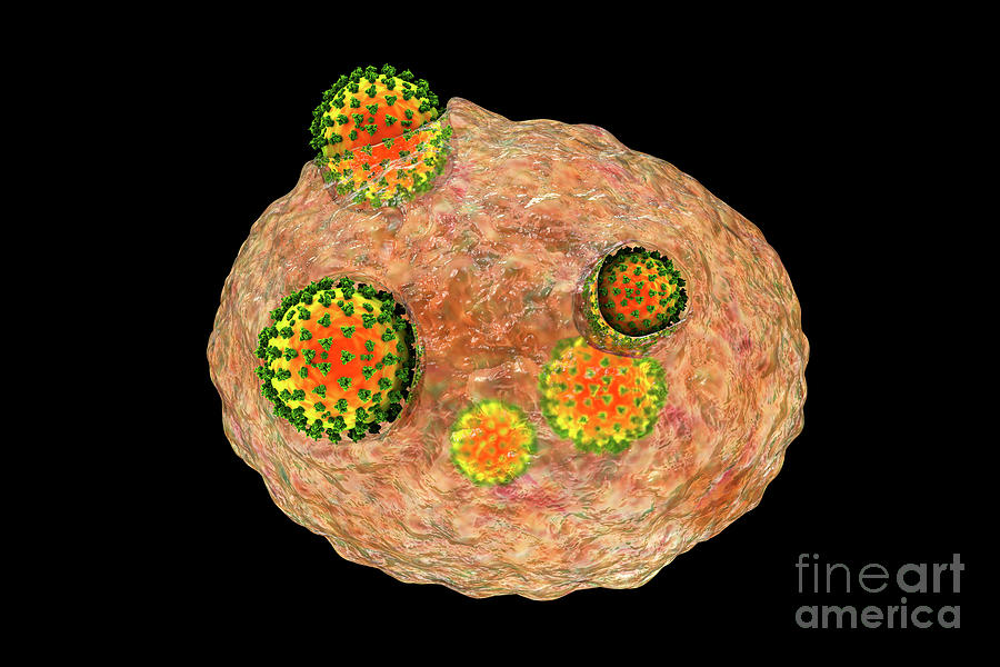 Covid Coronaviruses Infecting Human Cells Photograph By Kateryna Kon Science Photo Library