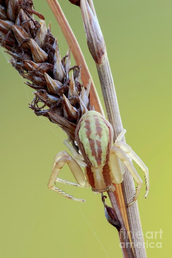 Crab Spider #8 Photograph by Heath Mcdonald/science Photo Library