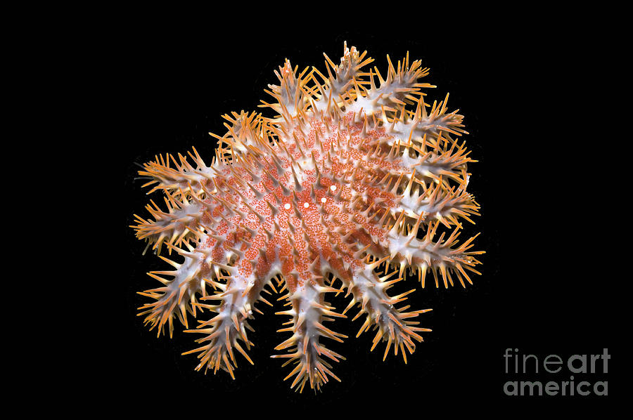 Crown-of-thorns Starfish #8 Photograph by Georgette Douwma/science Photo Library