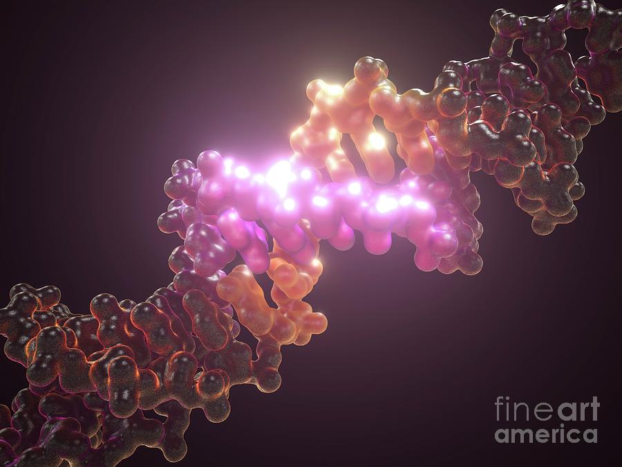Dna Editing #8 Photograph by Maurizio De Angelis/science Photo Library