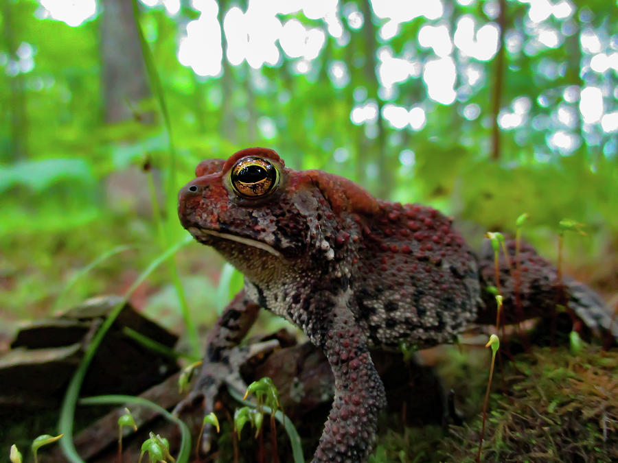 Eastern American Toad 1 Photograph