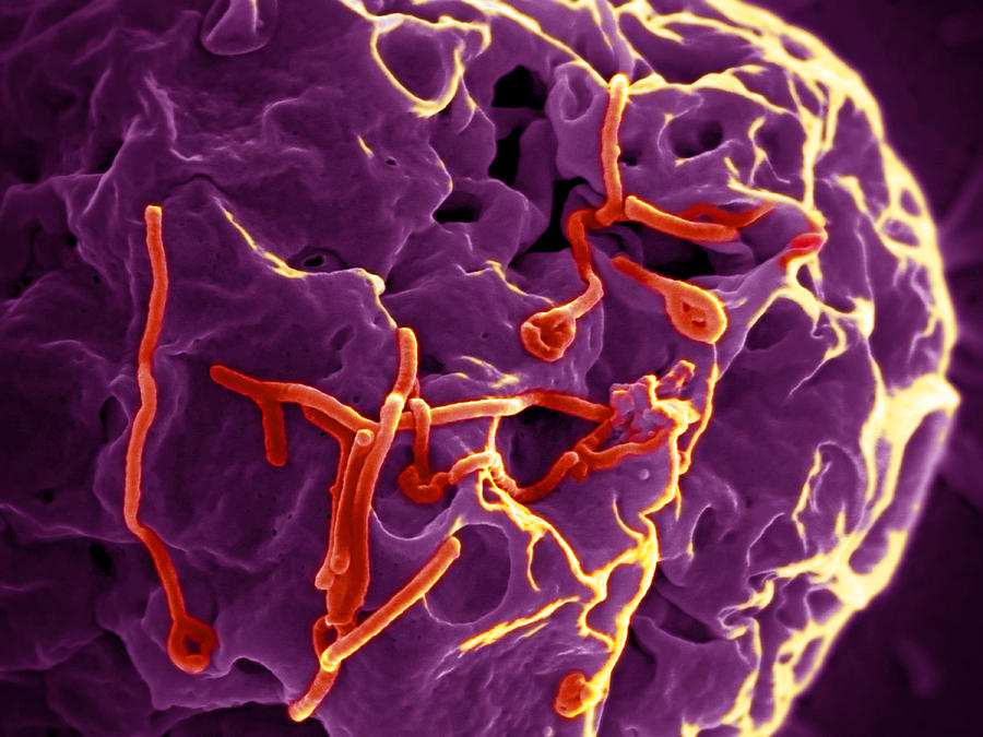 Colorized Photograph - Ebola Virus, Sem by Science Source Colorized Photograph - Ebola Virus, Sem by Science Source